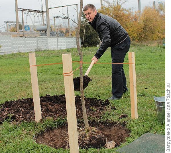 Посадка ясеня на посадке Посадка ясеня на посадке