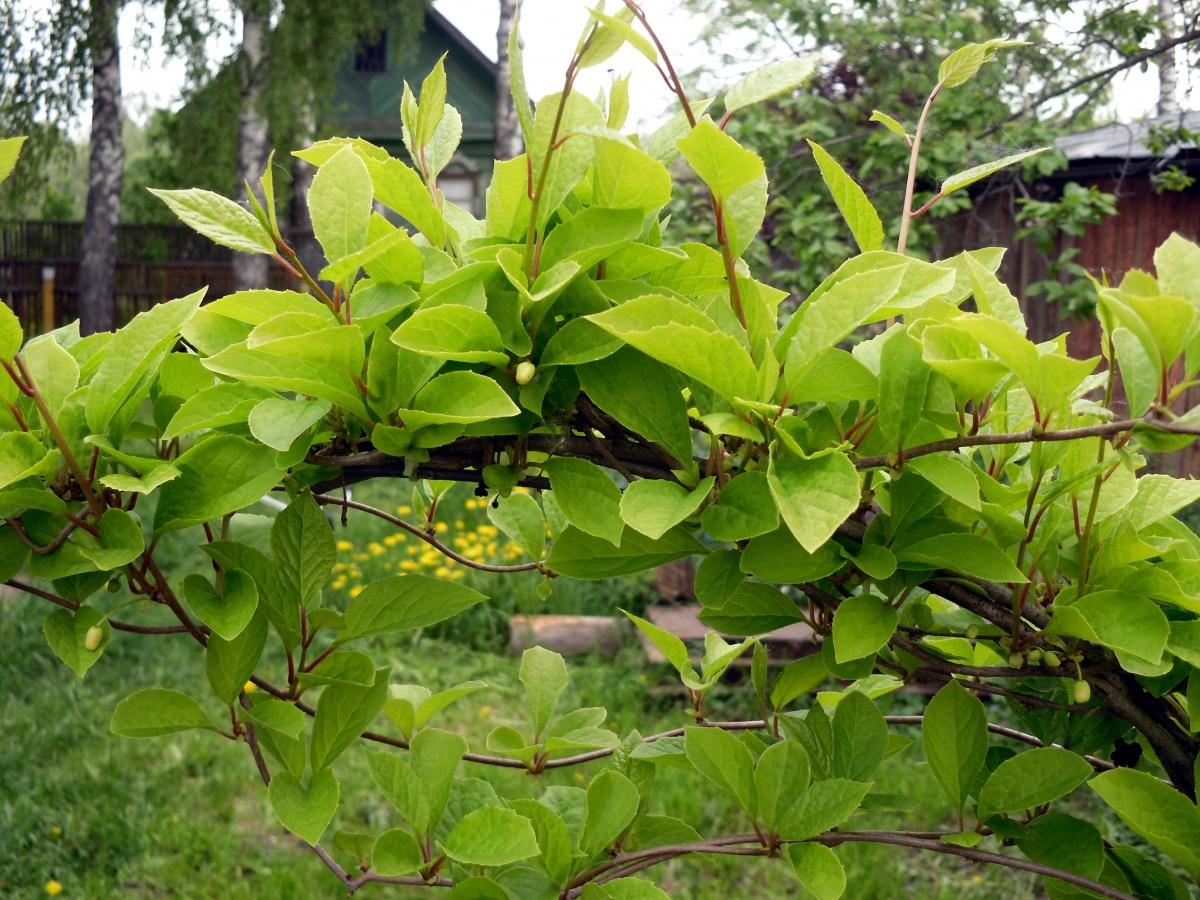 Лимонник китайский выращивание и 61