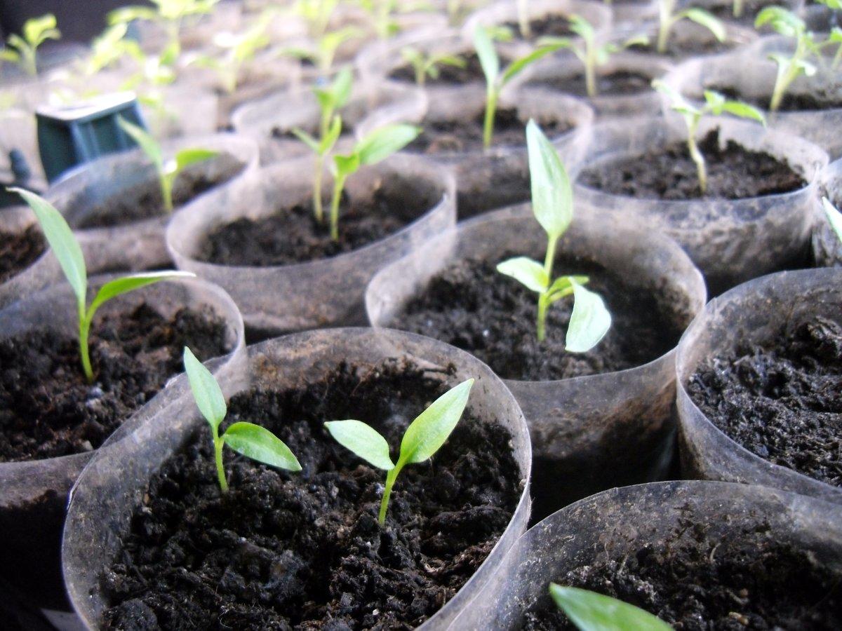 8 цветочных культур, которые сеют на 41 8 цветочных культур, которые сеют на 63