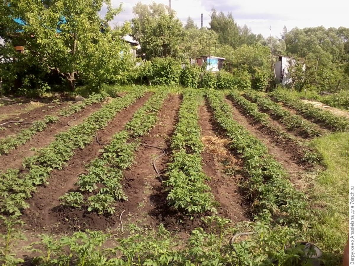 Земля огород картошка Земля огород картошка
