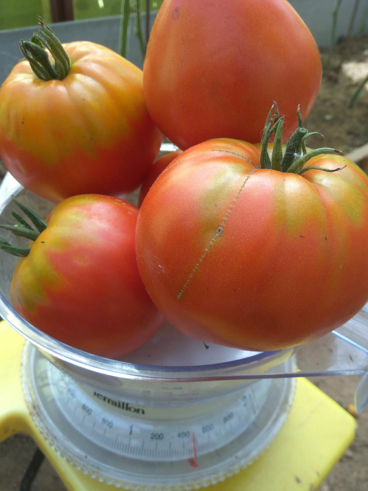 помидоры пузата хата фото