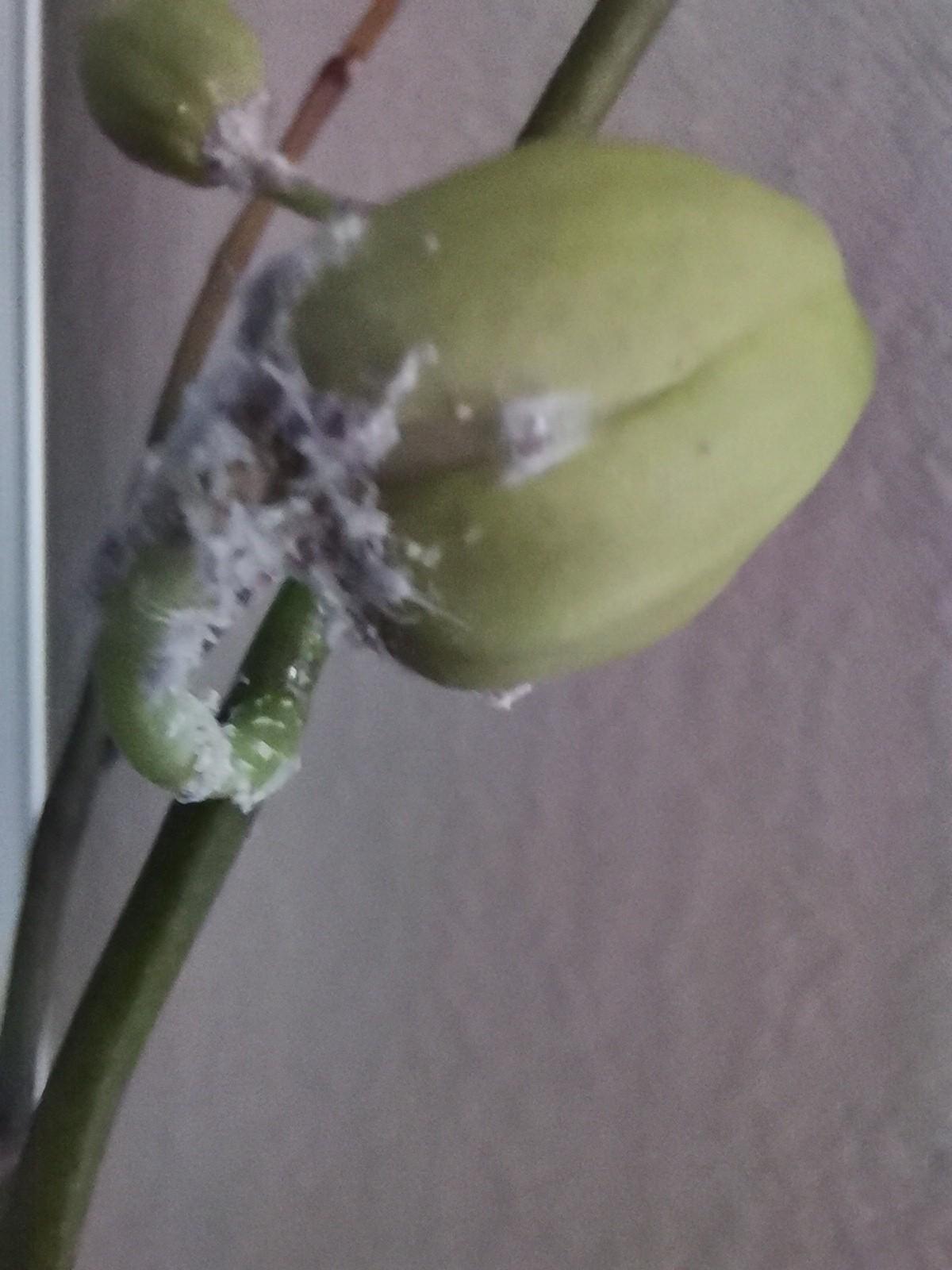 Белый налет на орхидеях