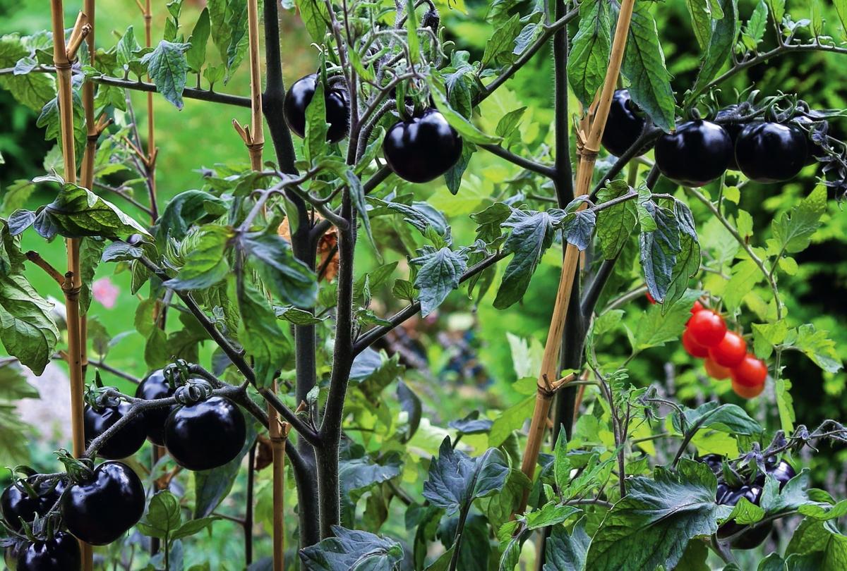Черные томаты индиго Роуз