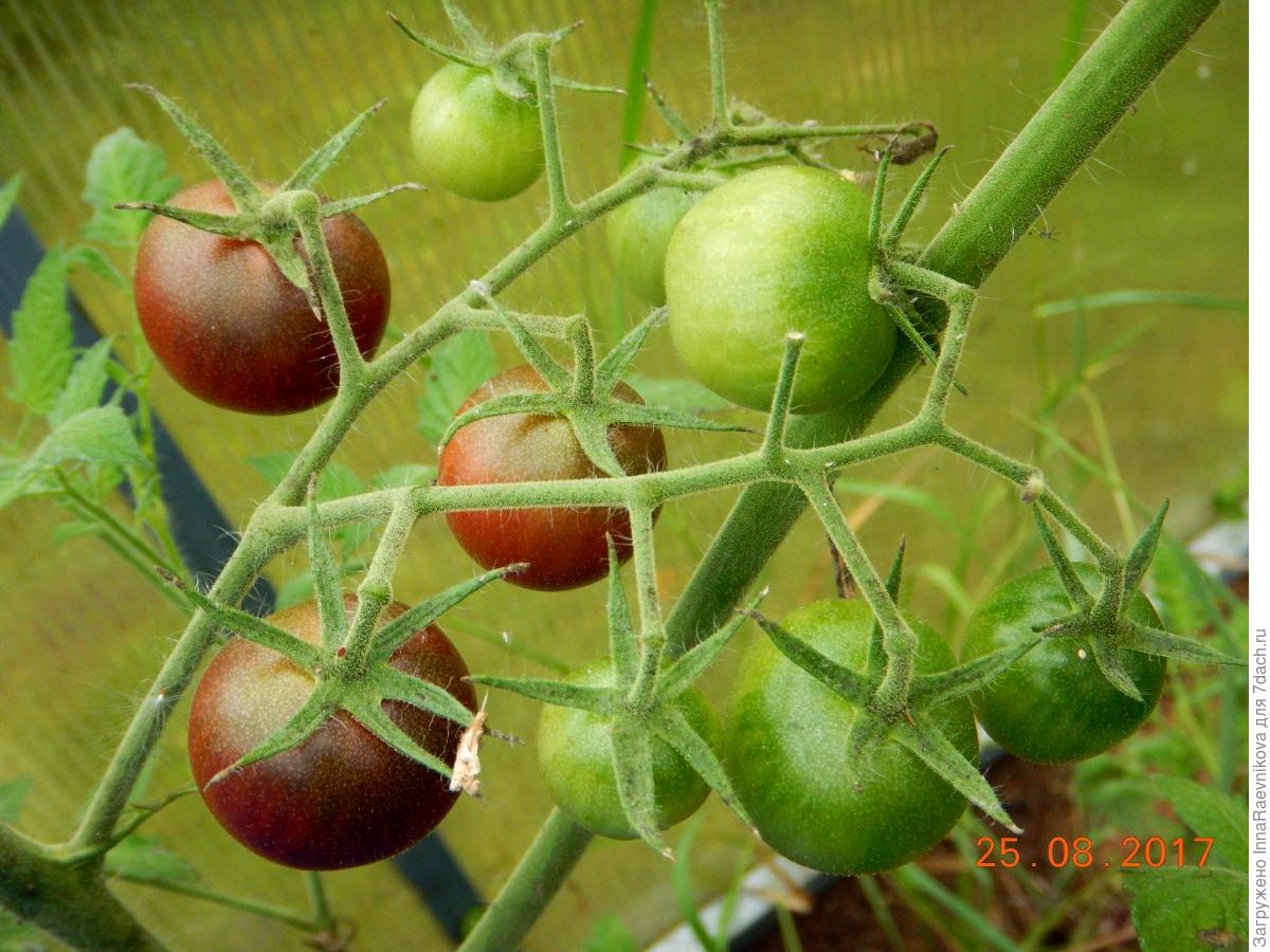 томат новичок урожайность фото