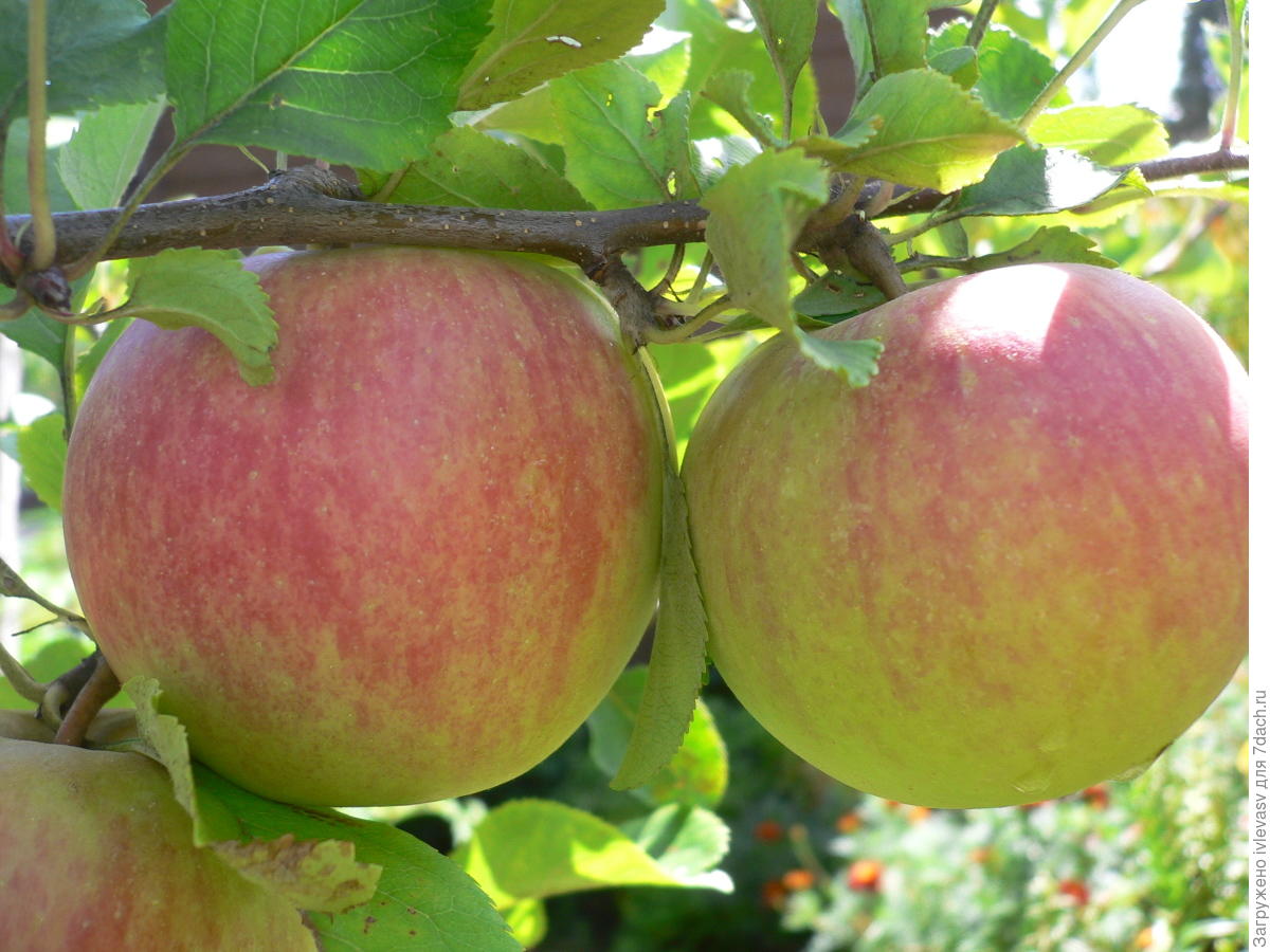 Сорт яблони Карамба