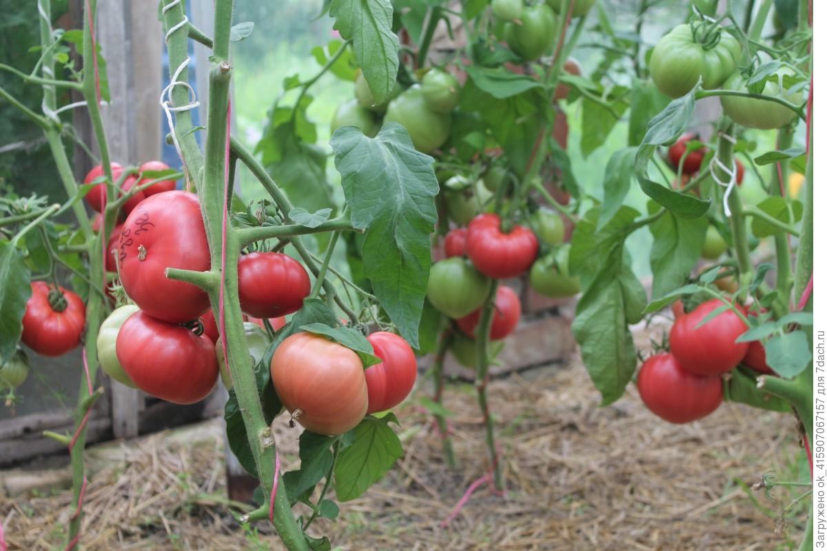 Томат Чудо земли: описание, отзывы, фото сорта помидоров