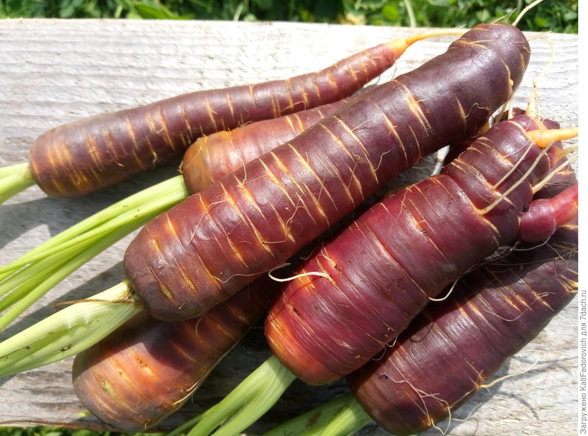 Морковь карамель фиолетовая f1