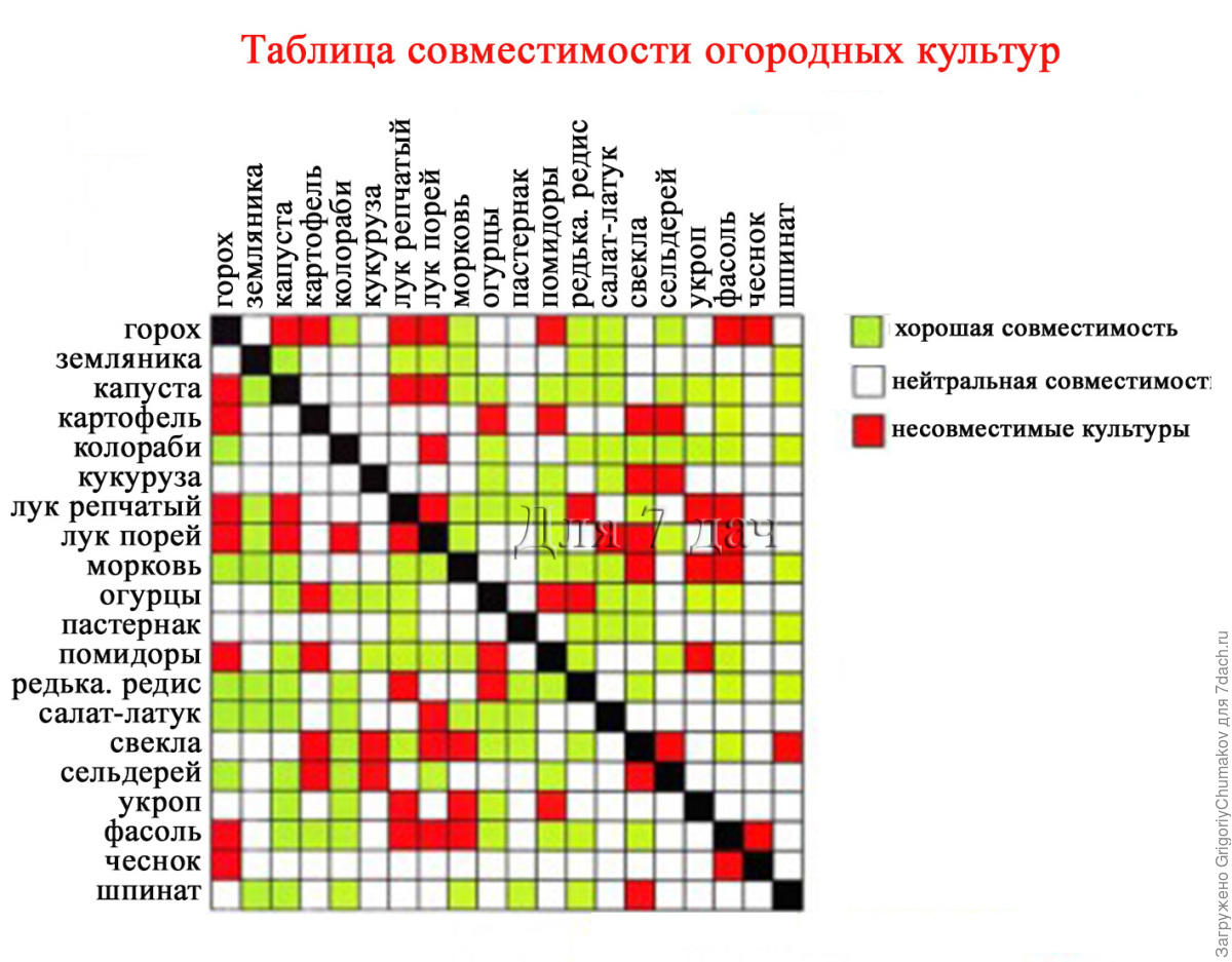 С чем рядом можно и нельзя сажать лук? Огород Дача. - АиФ 8 С чем рядом можно и нельзя сажать лук? Огород Дача. - АиФ 38