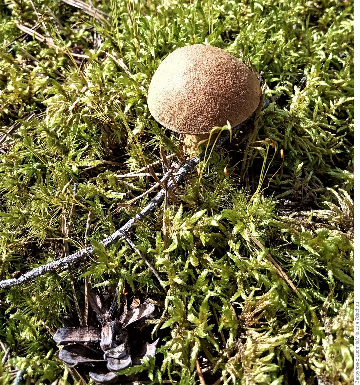 Моховик припорошенный гриб