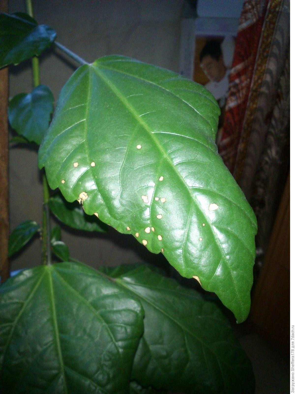 Гибискус листья хлороз
