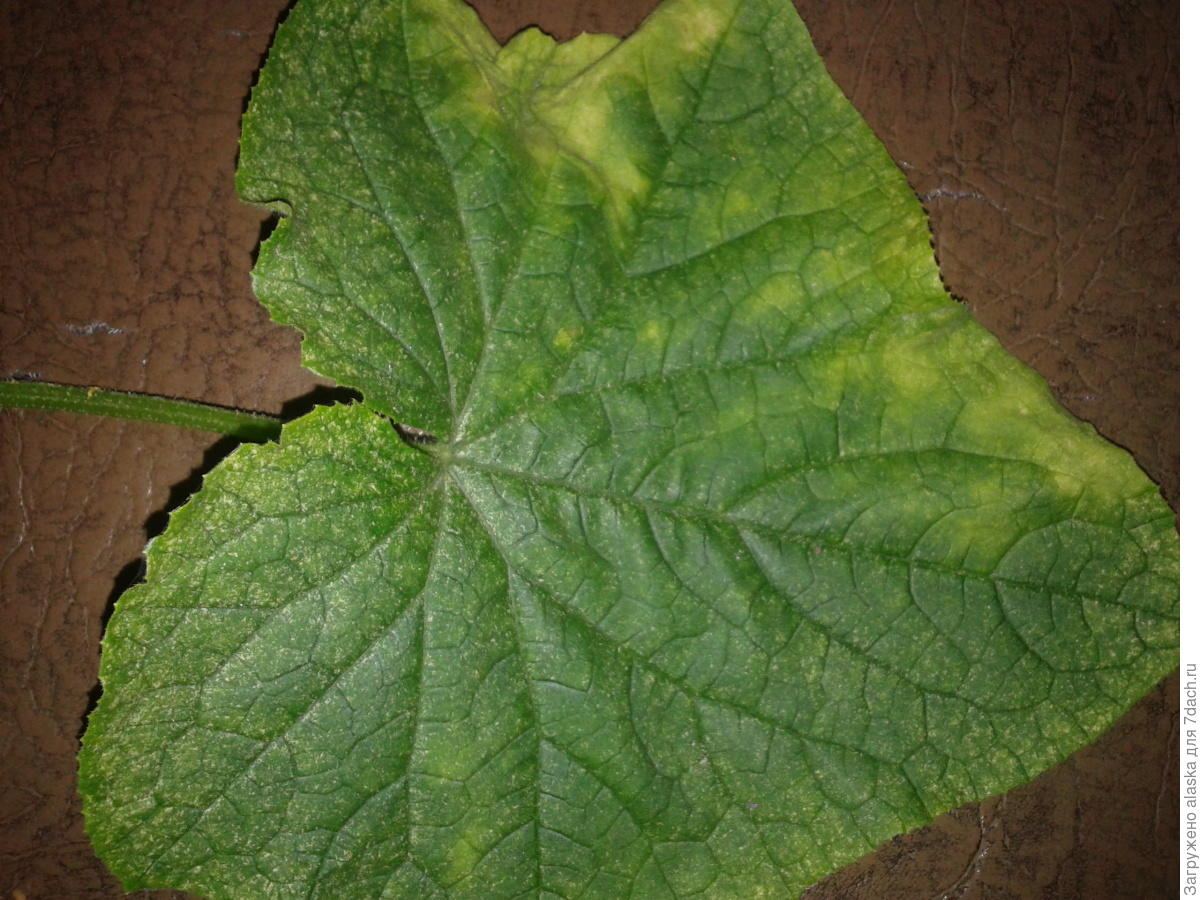 Признаки нехватки элементов у огурцов по листьям с фото