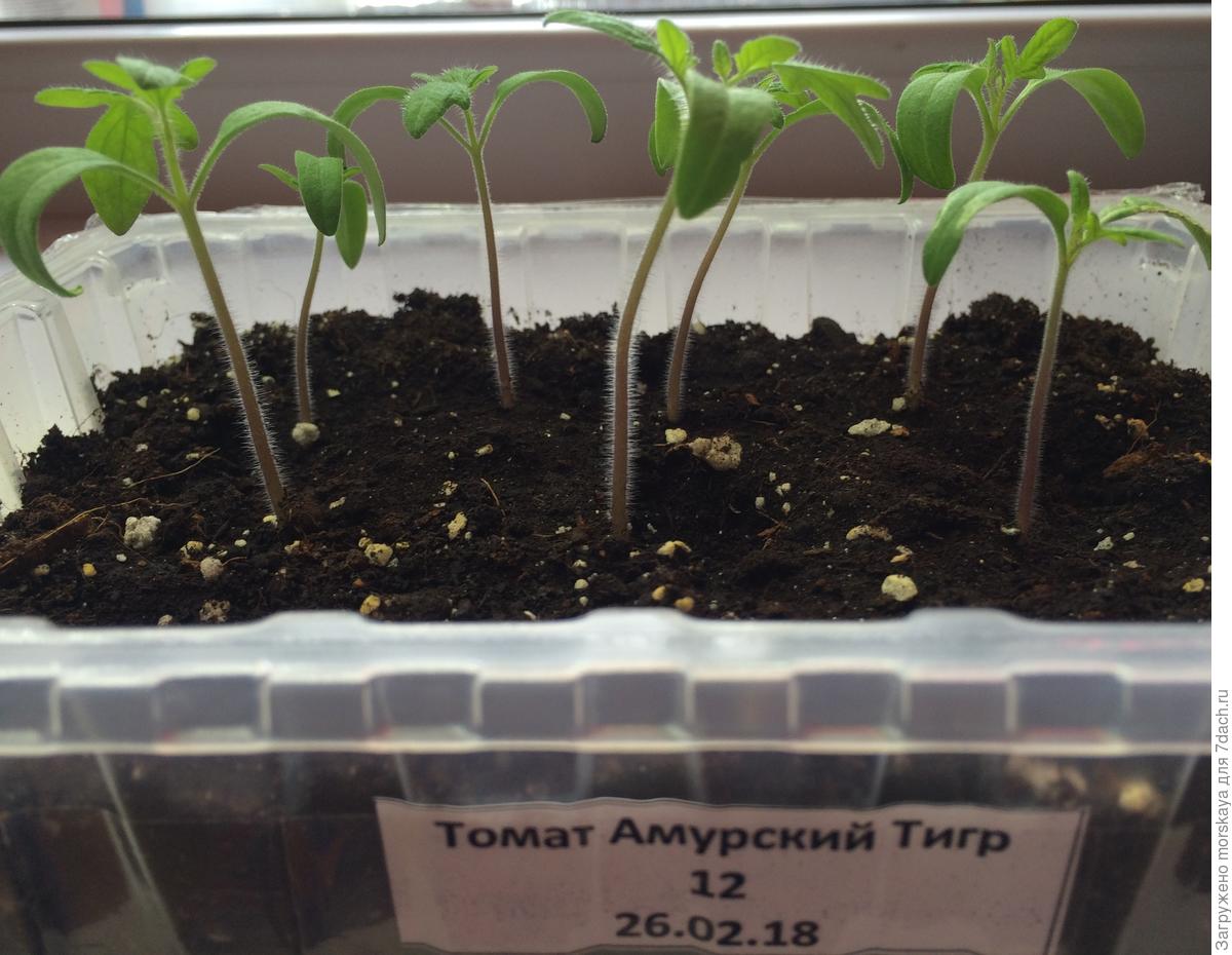 Что такое пикировка рассады: когда, и 79 Что такое пикировка рассады: когда, и 23