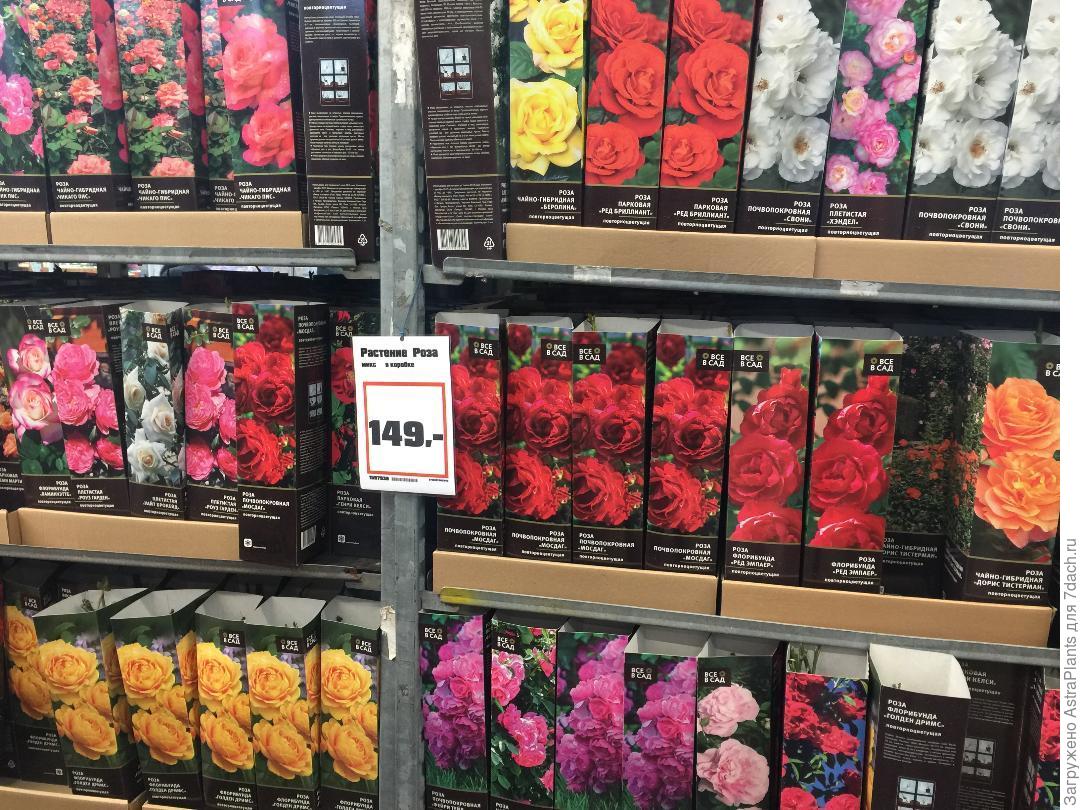Где Купить Дешевые Розы В Москве