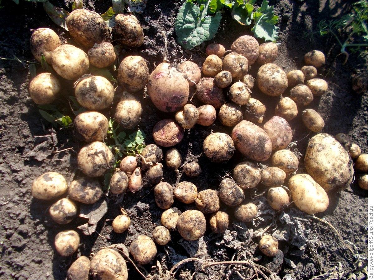 Урожай картофеля с куста