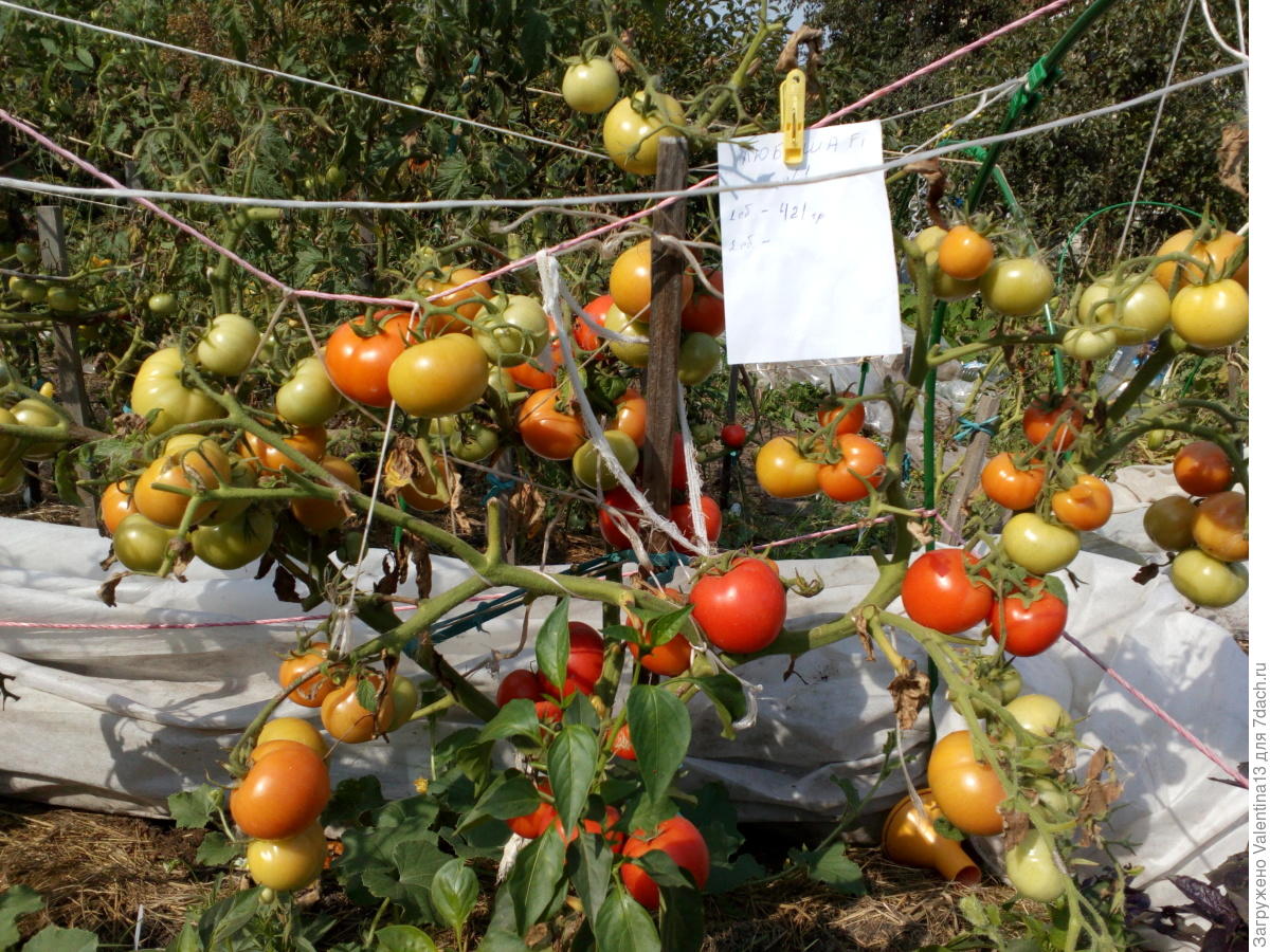 Сбор помидоров в открытом грунте