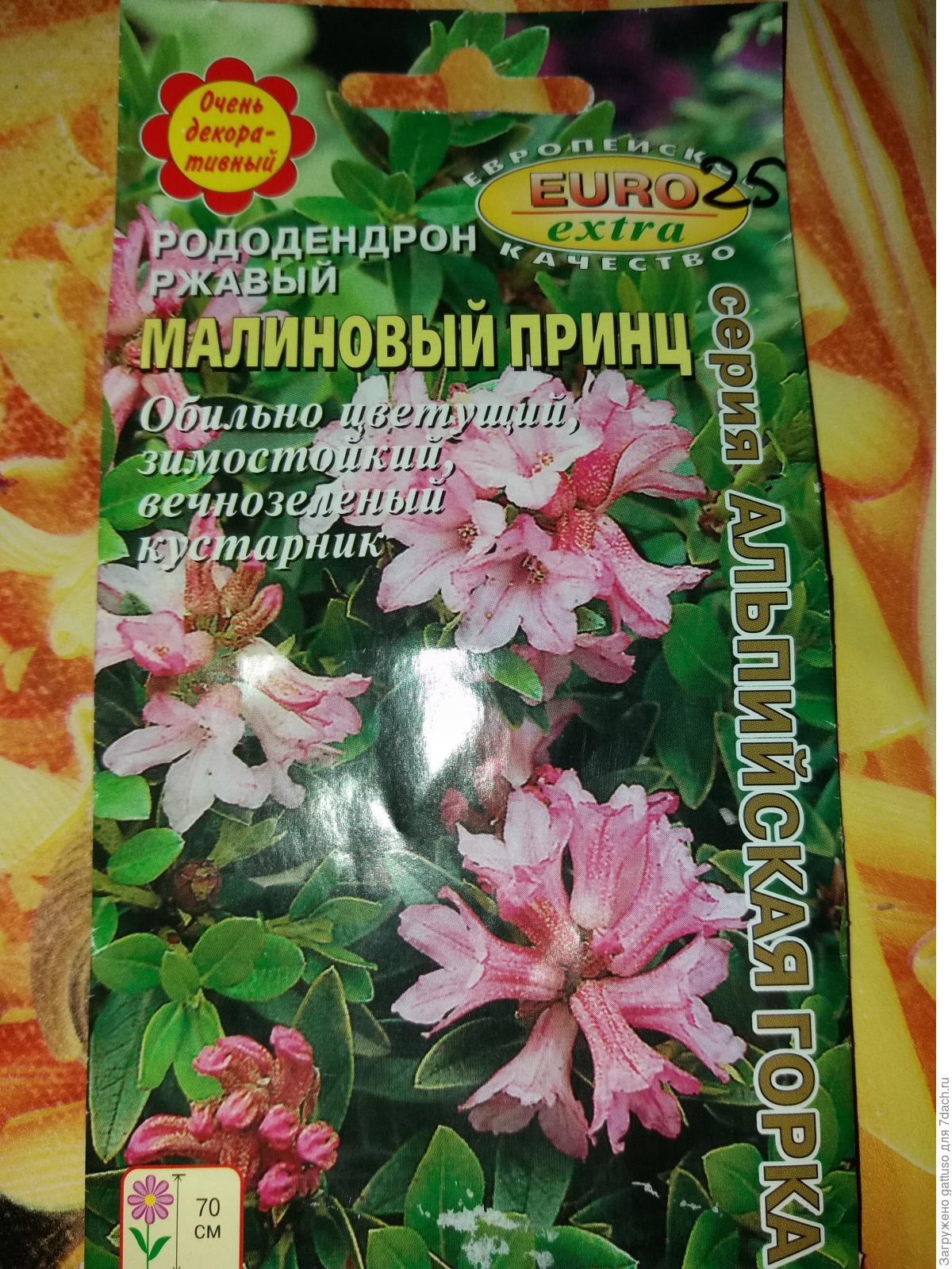 Цветок рододендрон: посадка и уход Цветок рододендрон: посадка и уход