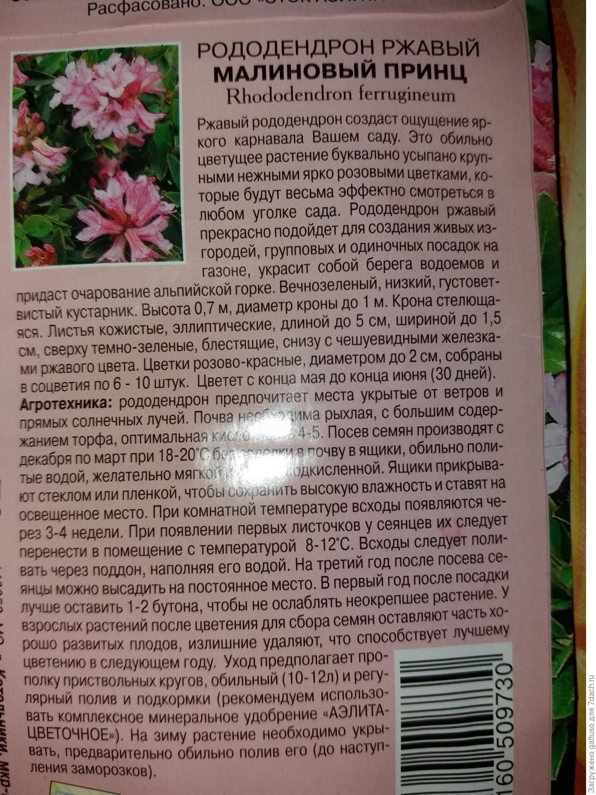 Цветок рододендрон: посадка и уход Цветок рододендрон: посадка и уход