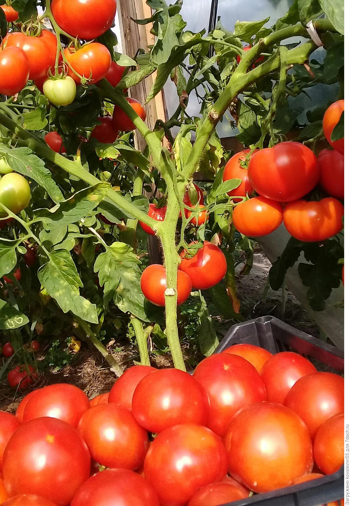 Аэлита томат 100% f1