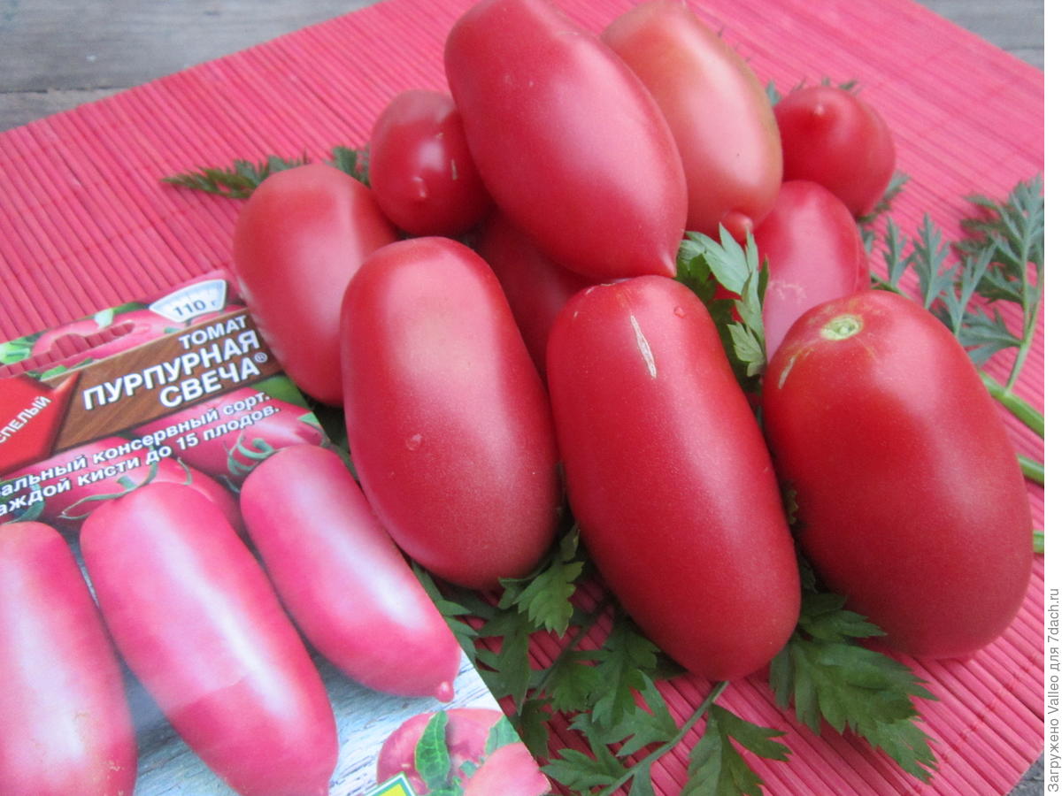 Семена томат пурпурная свеча