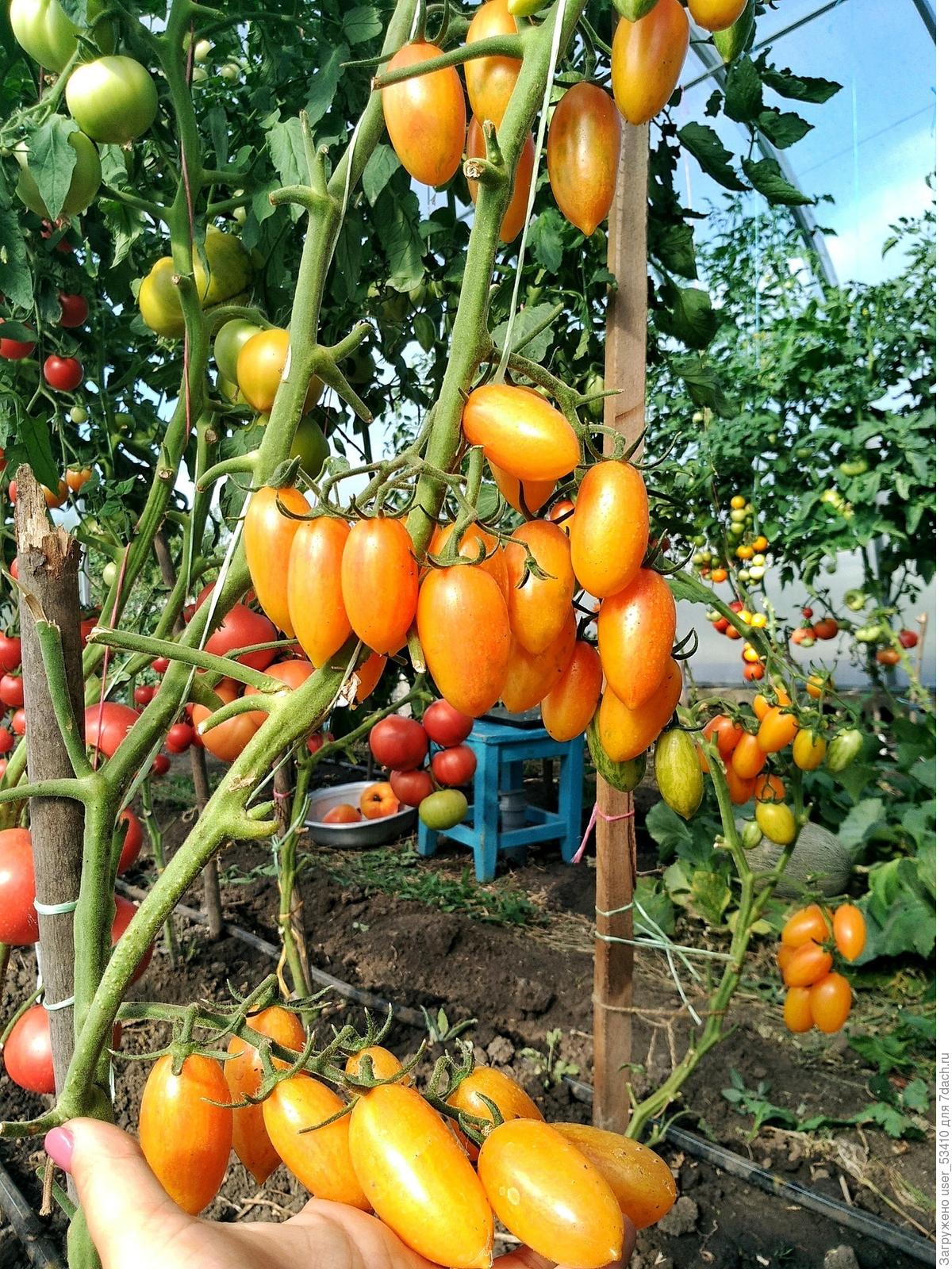 Обзор популярных сортов томатов