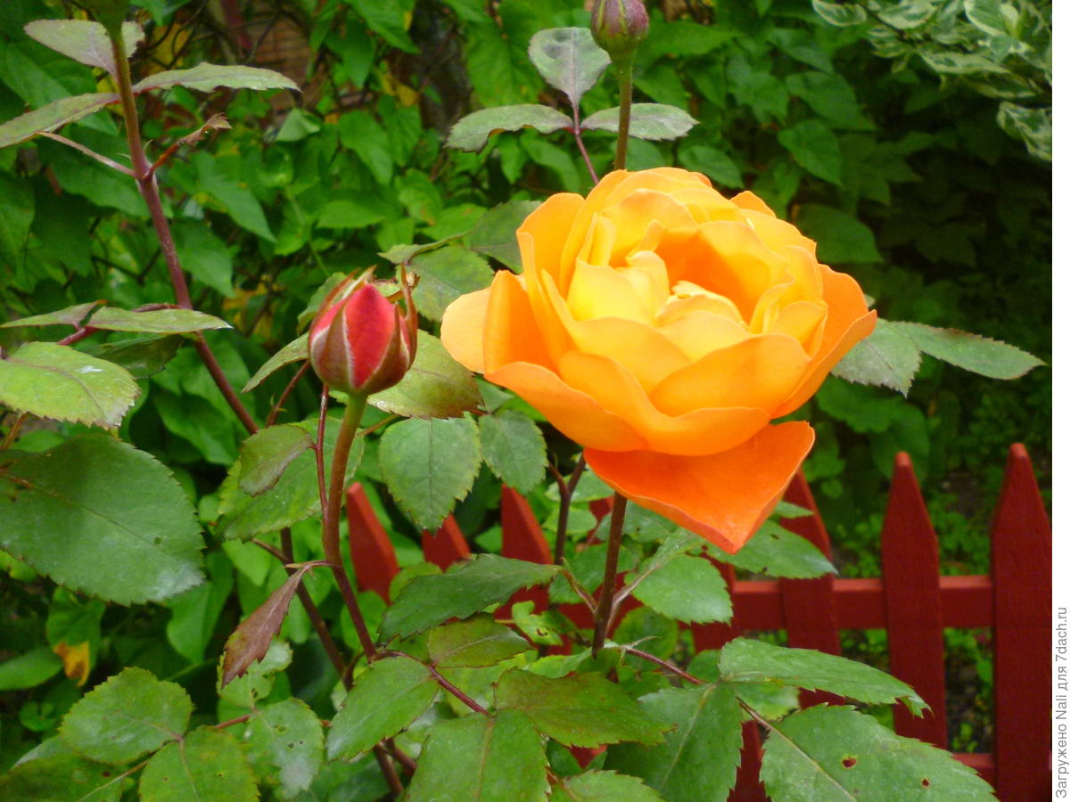 Голден леди роза фото