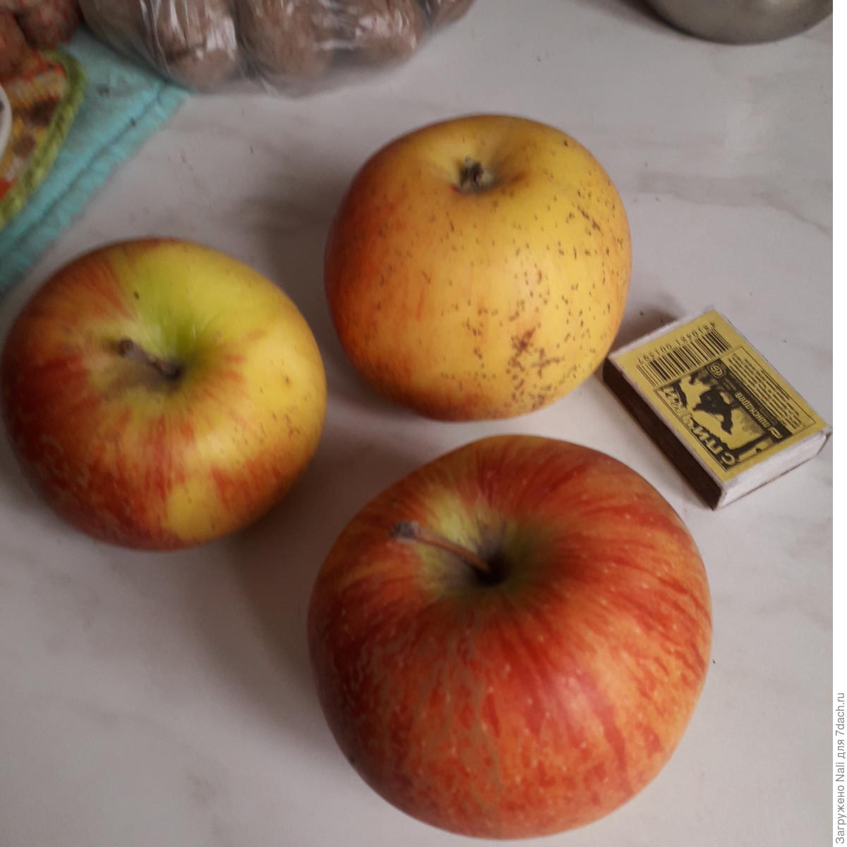 коричное полосатое яблоня фото
