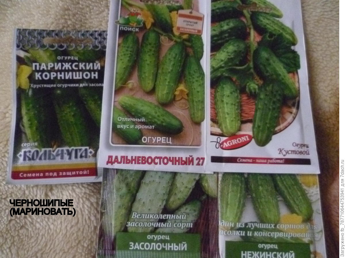 Семена овощей - огурцы l Русские Семена - интернет-магазин Семена огурцов Сибирские Сортовые Семена