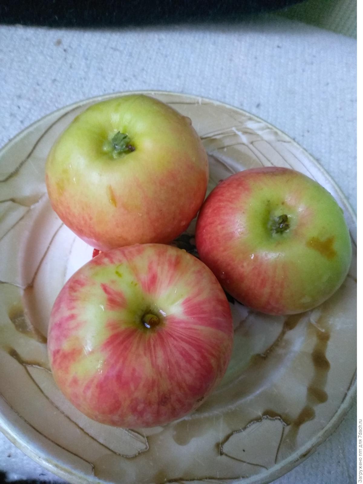 Сорт яблони Крюмон