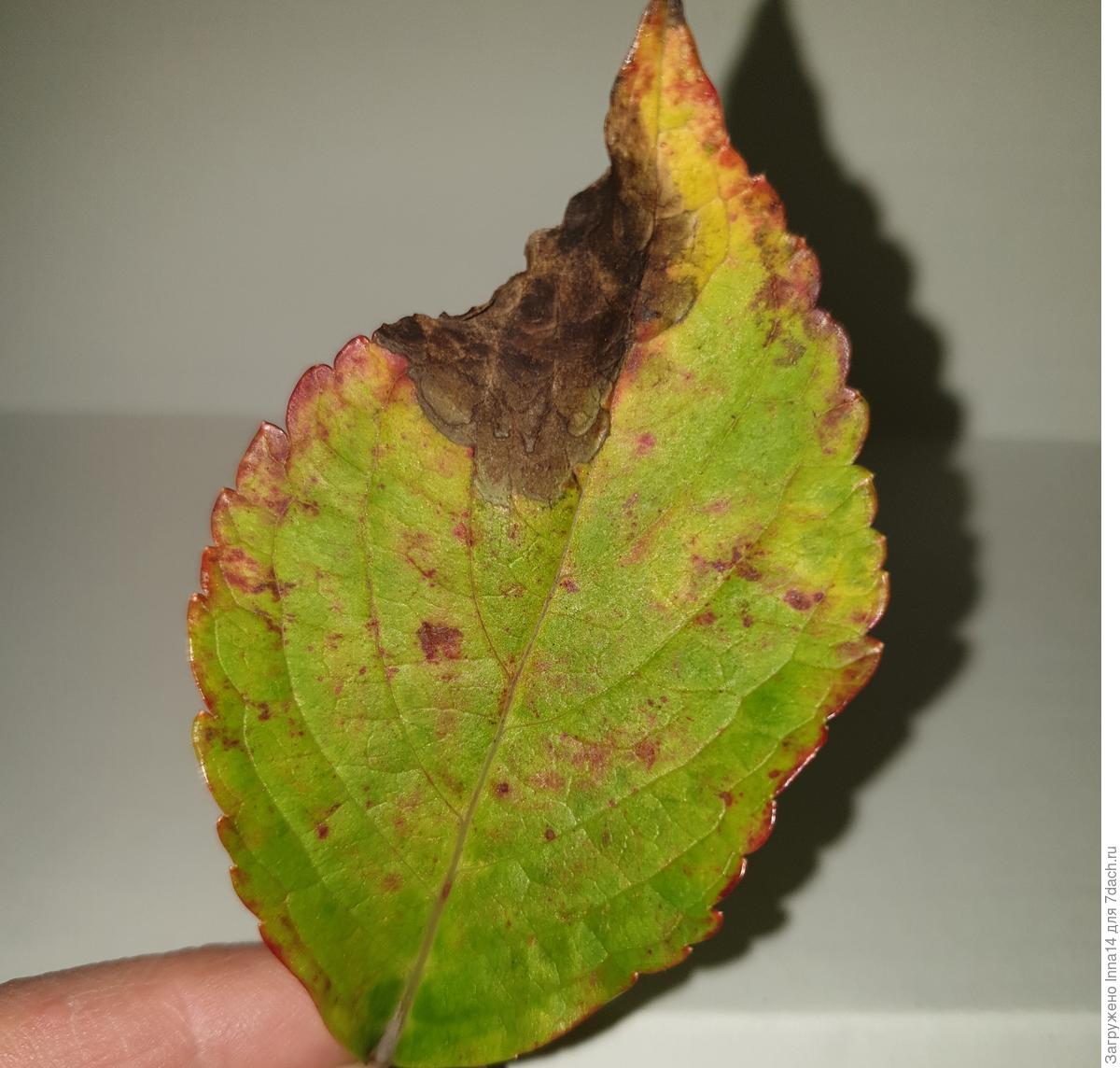 болезни гортензии по листьям фото