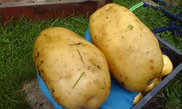 картошка картошка
