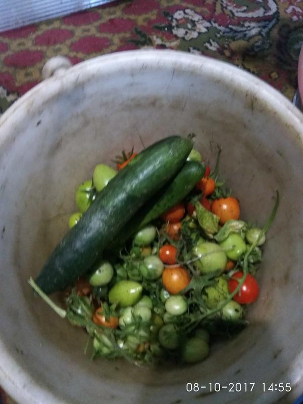 Цветок и плод картошки Цветок и плод картошки
