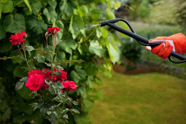 Как вырастить розы в своем саду