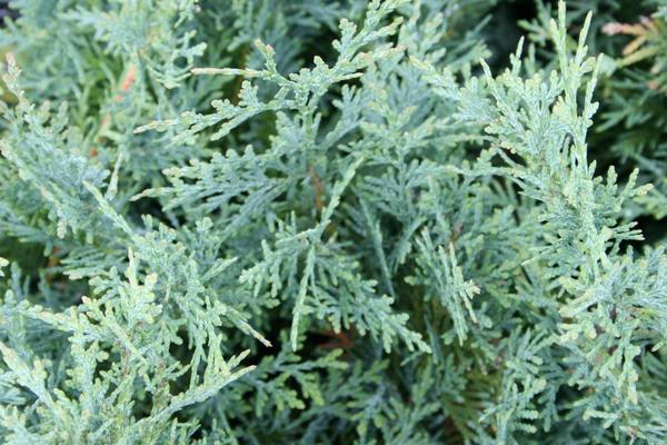 Туя корейская Glauca Prostrata Туя корейская Glauca Prostrata