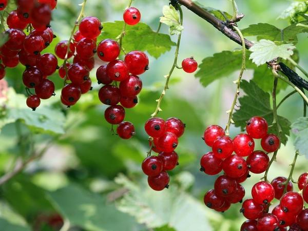Сорт красной смородины Газель Сорт красной смородины Газель