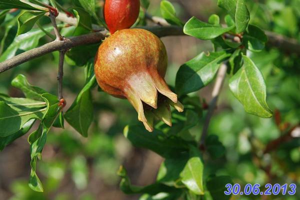 Гранат Гюлоша Гранат Гюлоша