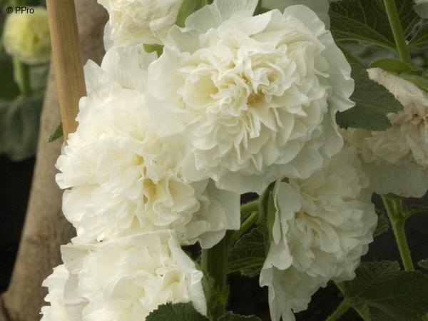 Мальва Pleniflora Мальва Pleniflora