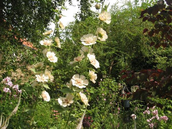 Alcalthaea suffrutescens Parkallee Alcalthaea suffrutescens Parkallee
