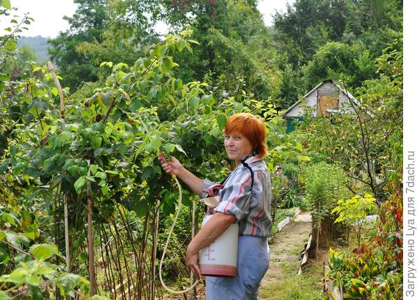 Борьба с вредителями Борьба с вредителями