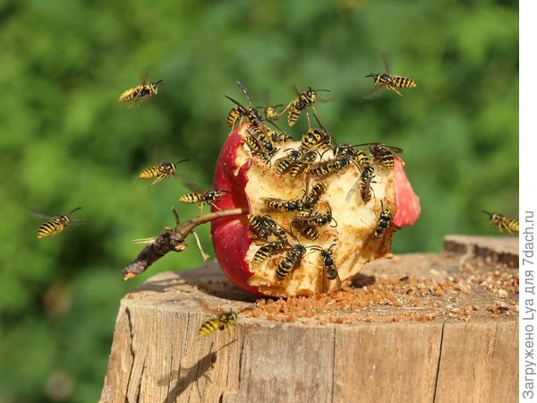 Ловушки и приманки от ос Ловушки и приманки от ос
