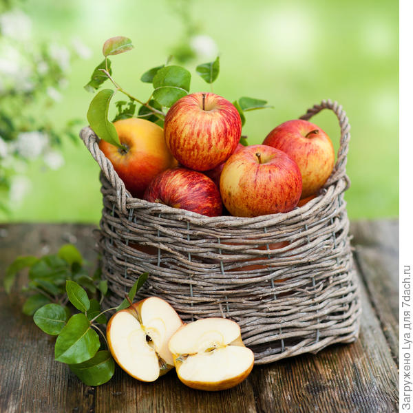 Что делать с урожаем яблок?