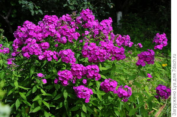 Флоксы Флоксы