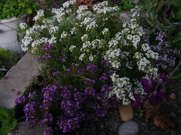 Лобулярия морская (Lobularia maritime), смесь Лобулярия морская (Lobularia maritime), смесь