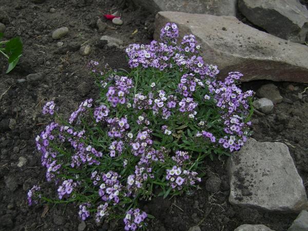 Лобулярия морская (Lobularia maritime) Лобулярия морская (Lobularia maritime)