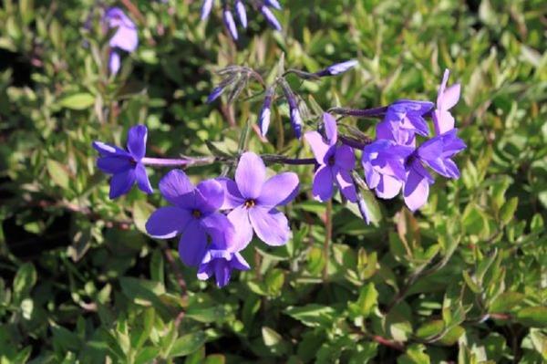 Флокс столоносный (Phlox stolonifera) Флокс столоносный (Phlox stolonifera)