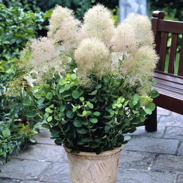Cotinus coggigria Young Lady Cotinus coggigria Young Lady