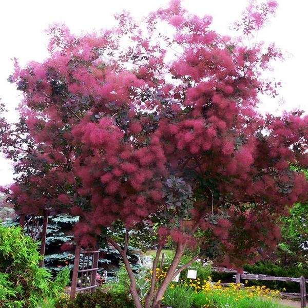 Cotinus coggygria Royal Purple Cotinus coggygria Royal Purple