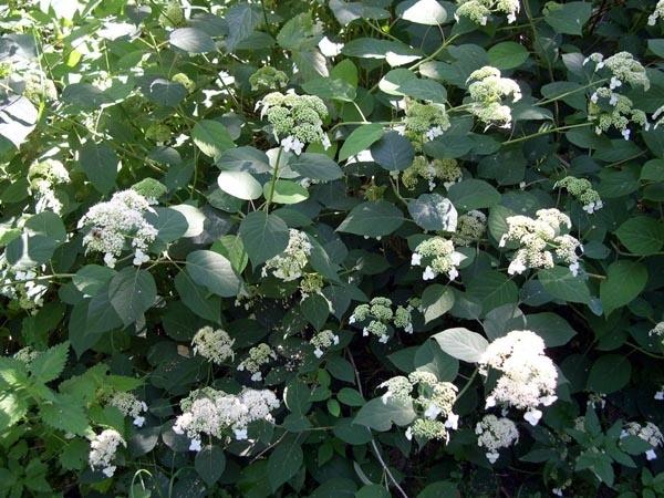 Гортензия пепельная (серая) Гортензия пепельная (серая)