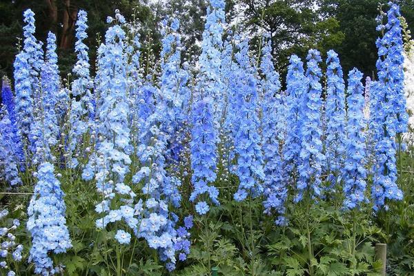 Небесно-голубые дельфиниумы в групповой посадке. Фото с сайта www.bloomingarden.ru Небесно-голубые дельфиниумы в групповой посадке. Фото с сайта www.bloomingarden.ru