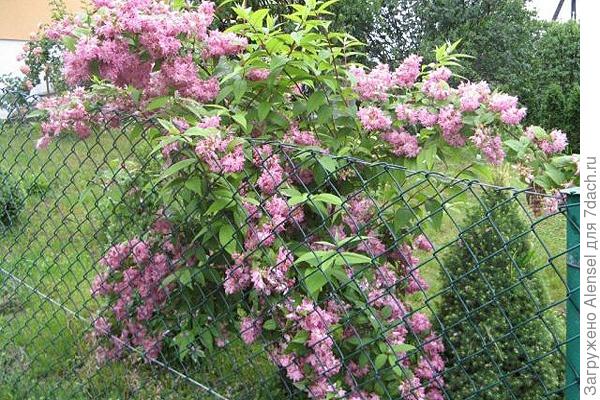 дейция розовая дейция розовая