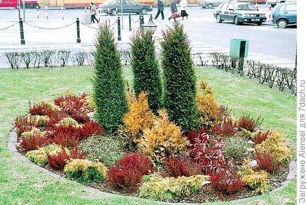 можжевельник в ландшафте можжевельник в ландшафте